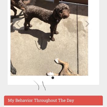 The Sniff Shack - Single Day - Pet Sitting Near Me - Denver, Colorado The Sniff Shack - Single Day - Pet Sitting Near Me - Denver, Colorado