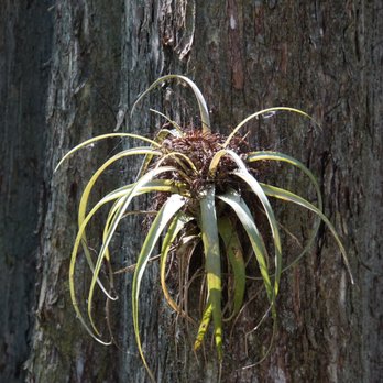 Audubon's Corkscrew Swamp Sanctuary - Hiking Near Me - Naples, Florida