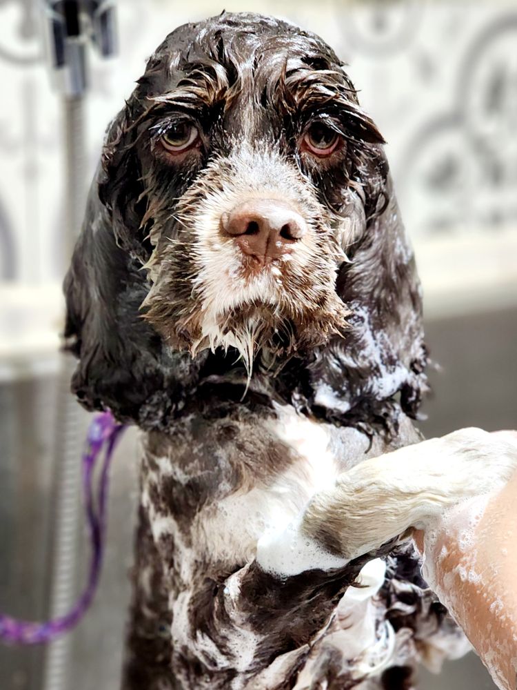 CASANDRAS SCISSORS AND SUDZ Updated October 2024 12 Photos 936 NS