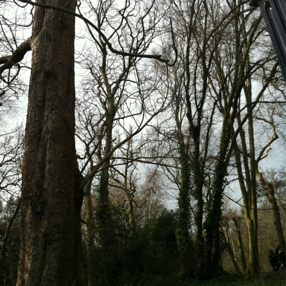 Highgate Wood - Parks Near Me - London, XGL Highgate Wood - Parks Near Me - London, XGL