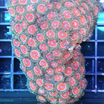 Coral Haven - zoanthid colony - Pet Stores Near Me - Bettendorf, Iowa Coral Haven - zoanthid colony - Pet Stores Near Me - Bettendorf, Iowa