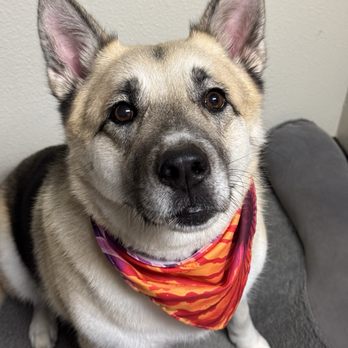 Fairy Tails Pet Spa - Pet Groomers Near Me - Clovis, California Fairy Tails Pet Spa - Pet Groomers Near Me - Clovis, California