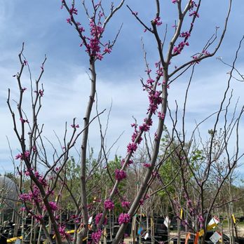 Big John's Nursery and Landscape - a redbud tree - Nurseries & Gardening Near Me - Cedar Hill, Texas Big John's Nursery and Landscape - a redbud tree - Nurseries & Gardening Near Me - Cedar Hill, Texas