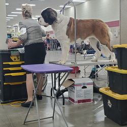 Amarillo Civic Center - St. Bernard being touched up for Group competition.