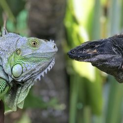 Iguana Solutions - A comparison of a male Green Iguana and a Black Spiny-Tailed Iguana, which are both found here in South Florida.