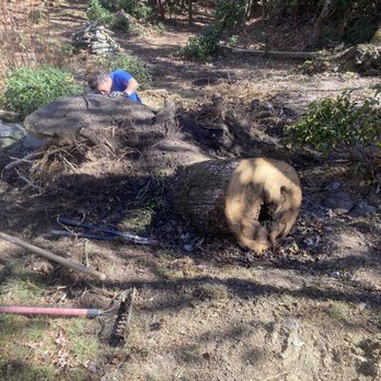 WNC Cruz Tree Service - Tree stumps left behind. Unsightly and unsafe - Tree Services Near Me WNC Cruz Tree Service - Tree stumps left behind. Unsightly and unsafe - Tree Services Near Me