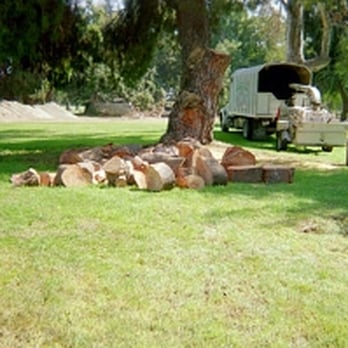 Professional Tree Service - Landscaping Near Me Professional Tree Service - Landscaping Near Me