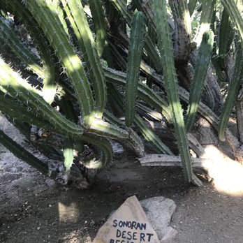 Moorten Botanical Garden - Nurseries & Gardening Near Me - Palm Springs, California Moorten Botanical Garden - Nurseries & Gardening Near Me - Palm Springs, California