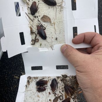 Dr. Pest Solutions - Insect reports from a customer garage - Pest Control Near Me - Cumming, Georgia Dr. Pest Solutions - Insect reports from a customer garage - Pest Control Near Me - Cumming, Georgia