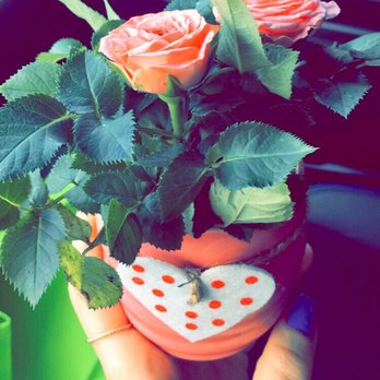 Trader Joe's - Mini potted roses - Grocery Near Me - Walnut Creek, California Trader Joe's - Mini potted roses - Grocery Near Me - Walnut Creek, California