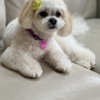 Pet Star Salon - After - Pet Groomers Near Me - Fairfax, Virginia Pet Star Salon - After - Pet Groomers Near Me - Fairfax, Virginia
