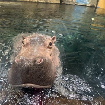 Adventure Aquarium - Hippo - Aquariums Near Me - Camden, New Jersey Adventure Aquarium - Hippo - Aquariums Near Me - Camden, New Jersey