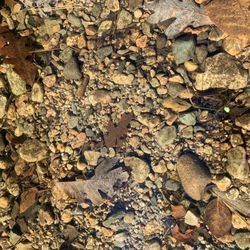 Noanet Woodlands - Crystal clear dam water
