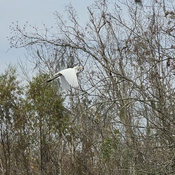Ragin Cajun Airboat Tours - Boat Tours Near Me - Luling, Louisiana Ragin Cajun Airboat Tours - Boat Tours Near Me - Luling, Louisiana