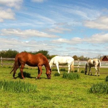Stage Hill Polo - Active Life Near Me - Newbury, Massachusetts Stage Hill Polo - Active Life Near Me - Newbury, Massachusetts
