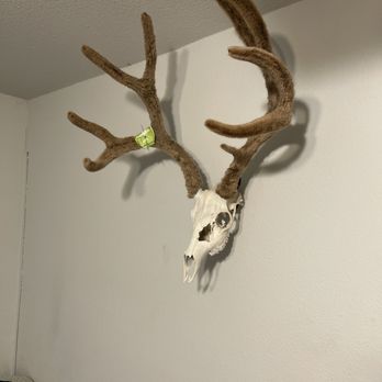 Trophy House Taxidermy - European mount - Taxidermy Near Me - Blue Ridge, Texas Trophy House Taxidermy - European mount - Taxidermy Near Me - Blue Ridge, Texas