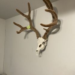 Trophy House Taxidermy - European mount