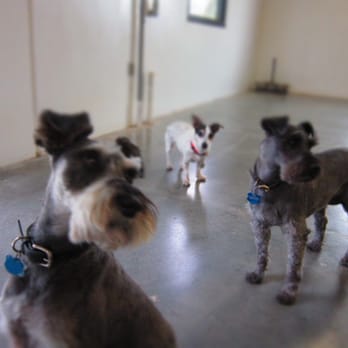 Doggie's Wonderland - Small Dogs cooling off in one of our indoor playrooms - Pet Sitting Near Me - Plano, Texas