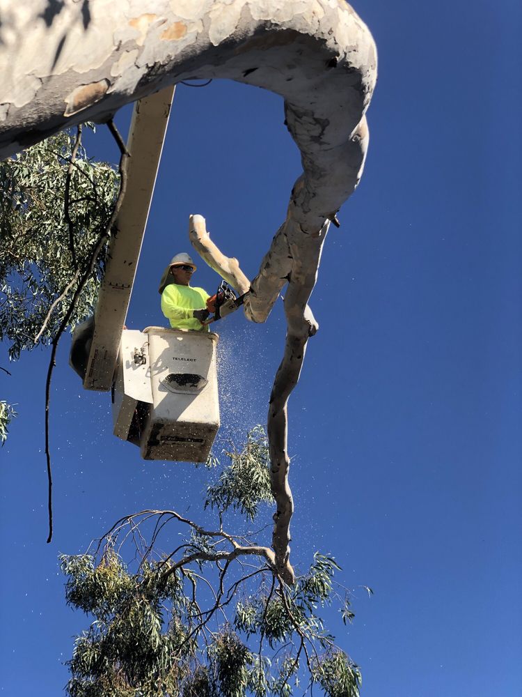 CHERRY TREE SERVICE 19 Photos Anza, California Yelp