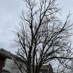 S.B. Tree Service - Tree that was trimmed
