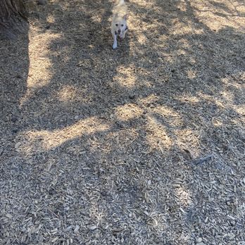 Brentwood Park - Chihuahua walking in park - Dog Parks Near Me - Portland, Oregon Brentwood Park - Chihuahua walking in park - Dog Parks Near Me - Portland, Oregon