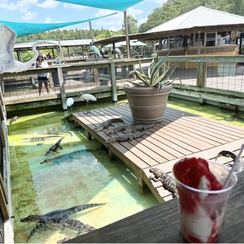 Gatorland - Zoos Near Me - Orlando, Florida Gatorland - Zoos Near Me - Orlando, Florida