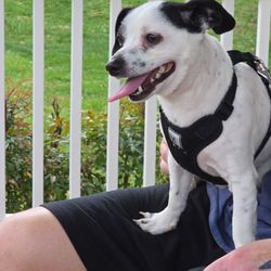 Dublin Animal Hospital - Clyde