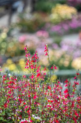 Berkeley Rose Garden by null