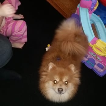 Longevity Veterinary Center - Life wouldn't be the same without this ball of fuzz. Happy Birthday Lex Apro! - Veterinarians Near Me - Whippany, New Jersey Longevity Veterinary Center - Life wouldn't be the same without this ball of fuzz. Happy Birthday Lex Apro! - Veterinarians Near Me - Whippany, New Jersey