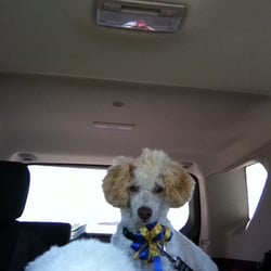 Pet Bath & Beyond - Stark with a Mohawk