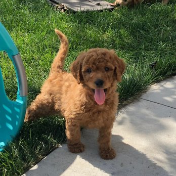 Fill-More-Paws Training Center - Pet Training Near Me - Fillmore, Utah