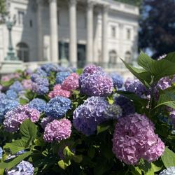 Marble House - Close up of hydrangeas.
