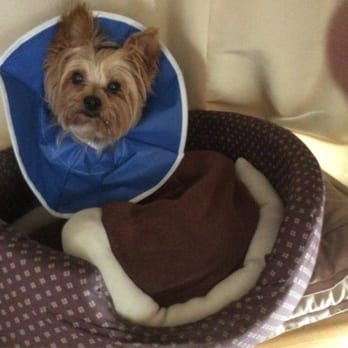 Big Creek Animal Hospital Veterinarians 4785 Cuba Millington Rd Millington Tn Phone Number