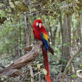 Akumal Monkey Sanctuary - Macaw - Zoos Near Me - Akumal, ROO Akumal Monkey Sanctuary - Macaw - Zoos Near Me - Akumal, ROO
