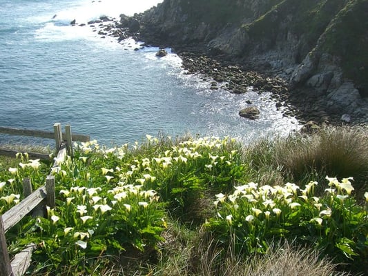 Salt Point State Park by null