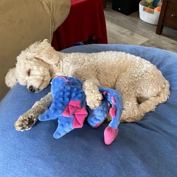 Tully's Training - Training can be exhausting - Pet Training Near Me