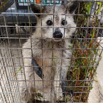 Patriotworks - Wildlife Control Near Me Patriotworks - Wildlife Control Near Me
