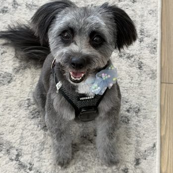 Paws and All AZ - Pet Sitting Near Me - Glendale, Arizona Paws and All AZ - Pet Sitting Near Me - Glendale, Arizona
