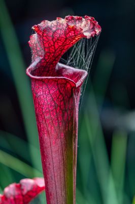 Oakland Zoo by null
