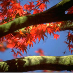 ArborWise Tree Service