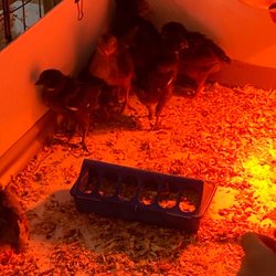 Aunt B’s Barn - Baby chicks?