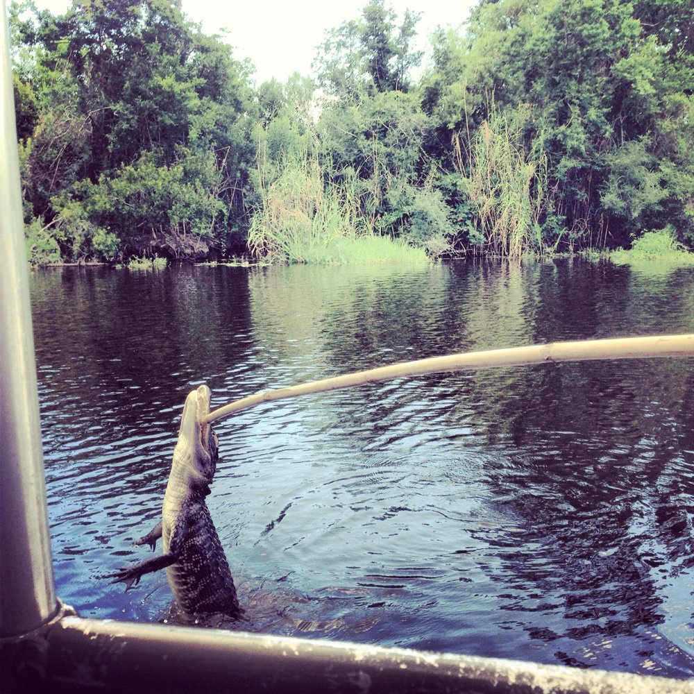 Pearl River Swamp Tours - This happened right next to their dock - Tours Near Me - Slidell, Louisiana Pearl River Swamp Tours - This happened right next to their dock - Tours Near Me - Slidell, Louisiana