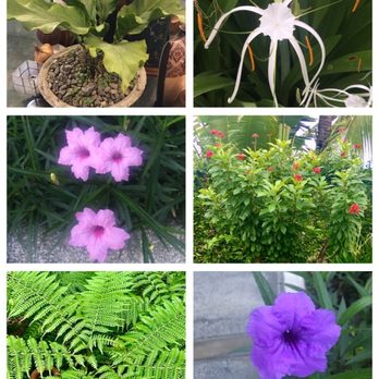 Oasis Hotel - Flora - Hotels Near Me - Angeles City, PAM