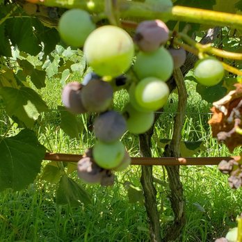 Byrd Cellars - Wineries Near Me - Goochland, Virginia Byrd Cellars - Wineries Near Me - Goochland, Virginia