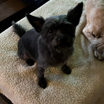 Suds N Bubbles - Cleo our terrier mix definitely needed a haircut - Pet Groomers Near Me - Las Vegas, Nevada