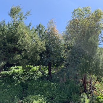 One Day Tree service - Before - Tree Services Near Me - Los Angeles, California One Day Tree service - Before - Tree Services Near Me - Los Angeles, California