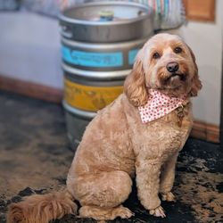 La Canada Pet Grooming - Mabel gets the neighborhood's most boastful compliments, for Goldendoodle cuts.  We're always happy to refer friends / locals to LCPG.
