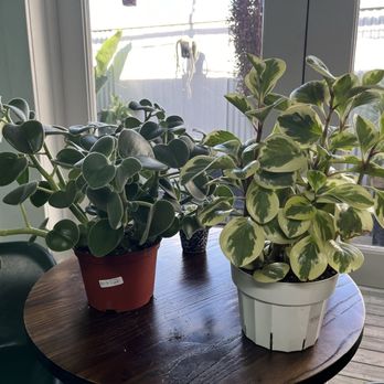 Plantology Café - Fuzzy peperomia and verigated peperomia - Coffee & Tea Near Me - Oceanside, California
