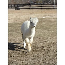 Pax River Alpacas
