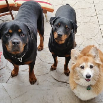 The Original Dog Barber - The Gang! Fred, Wilma and Abby - Pet Groomers Near Me - Arlington Heights, Illinois The Original Dog Barber - The Gang! Fred, Wilma and Abby - Pet Groomers Near Me - Arlington Heights, Illinois